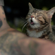 Image for article titled A Year in Lil Bub or Why We Love This Cat's Tiny Weird Face